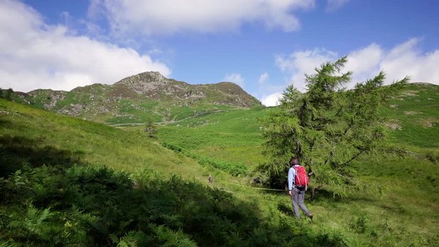 A hiker walking through a bracken covered trail towards the summit of Sheffield Pike and White Stones in the English Lake District, UK.