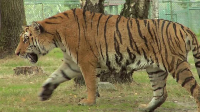 Close up of a tiger