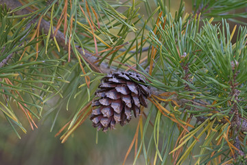 Loblolly pine (Pinus taeda). Called Bull Pine and Old-field Pine also. Twig with cone © nickkurzenko