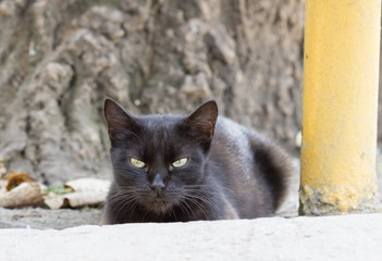 wild street cat
