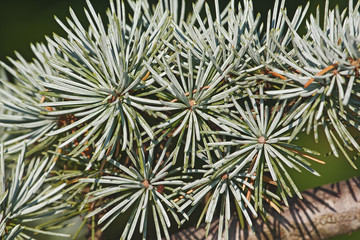 Atlas cedar needles (Cedrus atlantica). Another scientific name is Cedrus libani atlantica