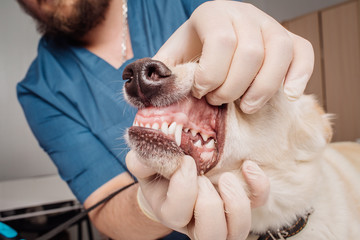 Veterinarian doctor inspecting dog teeth at vet clinic.