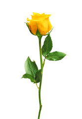 Naklejka premium beautiful yellow rose isolated on white