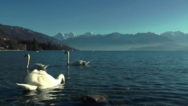 swans enjoying a sunny afternoon on lake thun, Thuner See