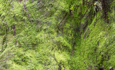 Tronco com musgo verde.