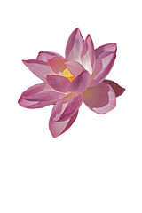 Sacred lotus (Nelumbo nucifera). Called Indian Lotus, Bean of India and Lotus also. Image of flower isolated on white background