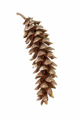 Eastern white pine (Pinus strobus). Called White Pine and Weymouth Pine also. Image of cone isolated on white background