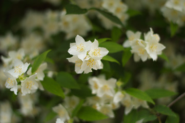 Beautiful jasmine white flowers