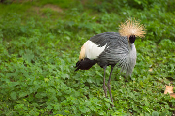 Portrait of beautiful grey crowned crane 