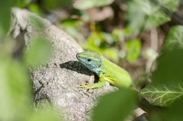 Green Forest Lizard On Rock On Sunny Day