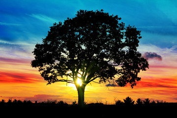 Plakat Sunrise with tree.