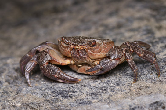Small River Crab Macro Shot On Rock