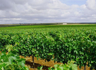 Fototapeta na wymiar Irrigated vineyard on trellis with cloudy sky background (5)
