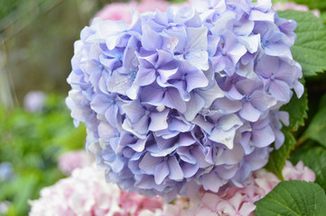 Fototapeta premium hydrangea
