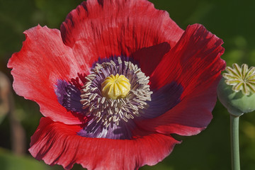 Naklejka premium Opium poppy (Papaver somniferum). Called Garden poppy also. Another scientific name is Papaver paeoniflorum