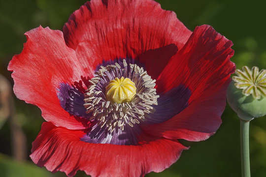 Opium poppy (Papaver somniferum). Called Garden poppy also. Another scientific name is Papaver paeoniflorum