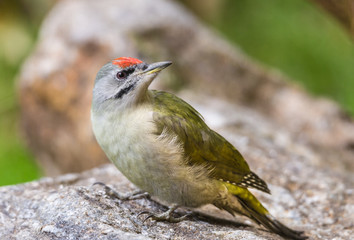 Grünspecht