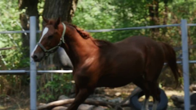 a Young Brown Mare Leans Her Head and Gallops, Showing White and Brown Cannons and Elegant Mane and Tail in Slow Motion