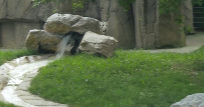 A white Bengal tiger