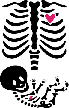 Female skeleton pregnant x ray