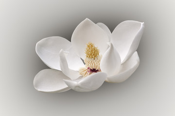 Southern magnolia (Magnolia grandiflora). Called  Evegreen Magnolia, Bull Bay, Bullbay agnolia,...