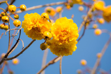 Yellow Cotton Tree  (Cochlospermum regium (Mart. & Schrank)  (sky  background)