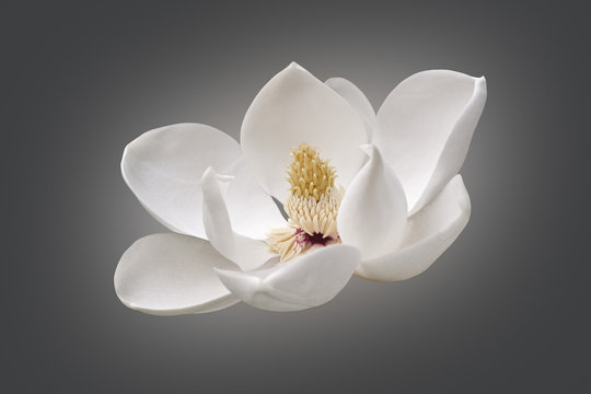 Fototapeta Southern magnolia (Magnolia grandiflora). Called  Evegreen Magnolia, Bull Bay, Bullbay agnolia, Laurel Magnolia and Loblolly Magnolia also. Modified image of flower
