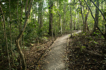 Trekking path in autumn