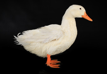 duck