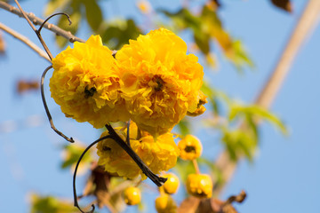 Yellow Cotton Tree  (Cochlospermum regium (Mart. & Schrank)  (sky  background)