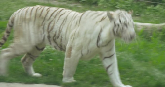 Close-up of a white tiger