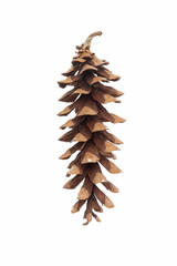 Eastern white pine (Pinus strobus). Called White Pine and Weymouth Pine also. Image of cone isolated on white background © nickkurzenko