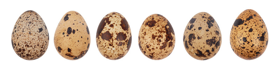 quail eggs isolated