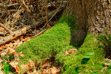 view of a old tree and moos