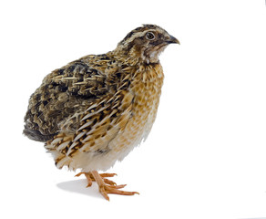 Adult quail isolated on white. Domesticated quails are important agriculture poultry