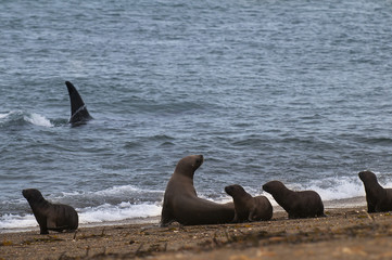 Southern Sea Lion , Otaria Flavescens and Orca