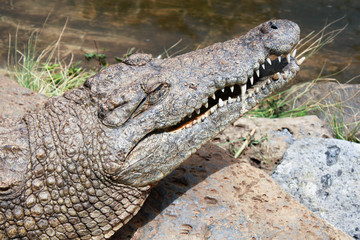 close-up photo of alligator head with open jaw
