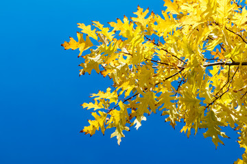 Obraz premium Autumn leaves sky background. Autumn maple trees branch with yellow leaves on blue sky background