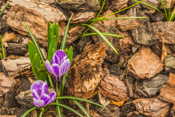 Первый подснежник