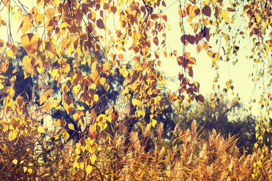 Autumn leaves sky background. Autumn birch trees branch with yellow leaves in vintage color