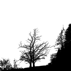 Realistic tree silhouette (Vector illustration).