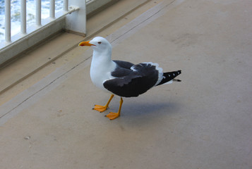 Gull