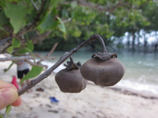 The result of Thespesia populnea or Portia tree or Indian tulip tree or Pacific rosewood or Seaside...
