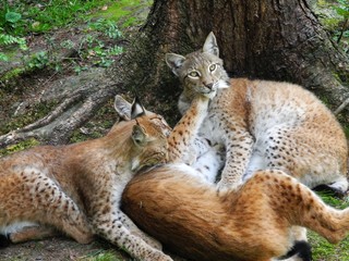 Luchs-Familie (Lynx Lynx) kuschelt im Wald