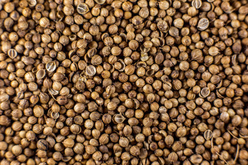 Coriander closeup