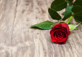 Red rose on a table