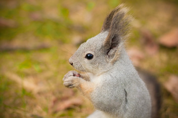 Naklejka na ściany i meble Squirrel sits and eating a nut