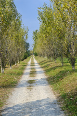 Fototapeta premium Milan (Italy): park of Grugnotorto at fall