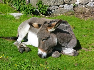 Esel auf der Alm in den Dolomiten, Suedtirol, Italien