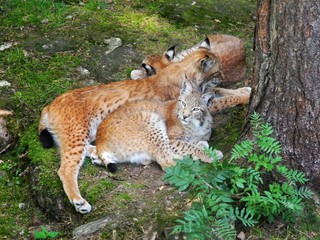 Luchs-Familie (Lynx Lynx) kuschelt im Wald
